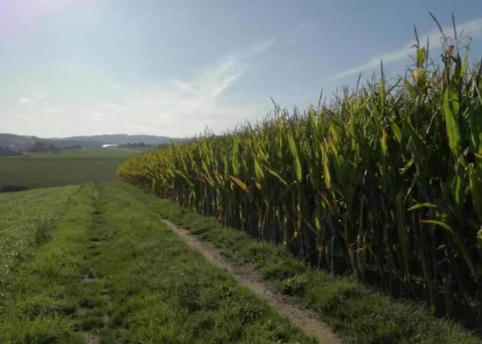 Peaceful Forest Getaway Altenfeld