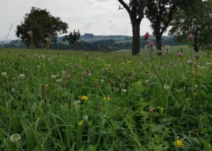 Nyaraló Peaceful Forest Getaway *