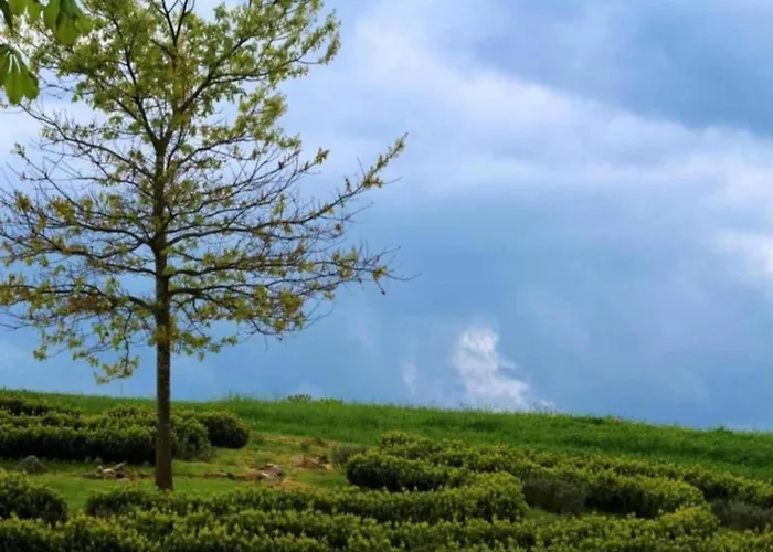 Peaceful Forest Getaway *